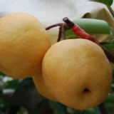 東勢新興梨產地鮮採直送