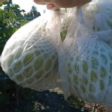 社頭芭樂🍐 4斤