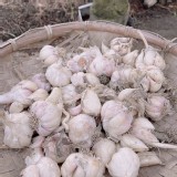 台灣雲林全乾蒜球(全乾蒜球)一斤