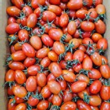 新鮮貨～聖女小番茄600g/盒