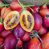 高山紅寶石樹蕃茄450g/盒