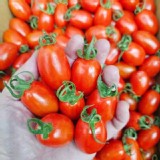 春梗番茄(600g/盒) 特價：$100