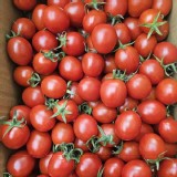 聖女小番茄-3盒