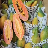 老欉無籽或少籽小春木瓜(1.5斤)