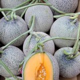 香甜哈蜜瓜 2顆