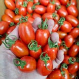 聖女小番茄～足重600g/盒(買一送一)