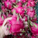 紅肉火龍果 6顆