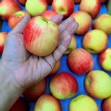 紐西蘭水蜜桃蘋果 11顆