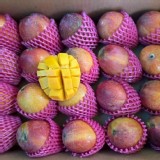 在欉紅愛文芒果 2斤