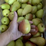 智利青啤梨 7顆/袋