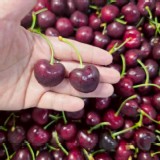 華盛頓櫻桃500g/盒