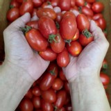 高山聖女番茄 500g