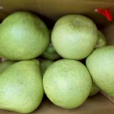 花蓮鶴岡文旦10斤/箱