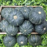 日本種・貝貝栗子南瓜