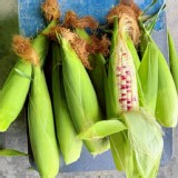 夢幻彩虹甜糯玉米 4斤