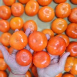 梨山限定！珍珠甜柿 6顆