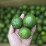 南投砂糖橘 600g