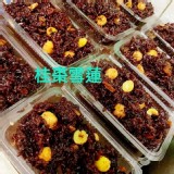 隱藏版純手工養生紫米糕300g/盒 C.桂棗雪蓮紫米糕