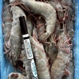 超大活凍生白蝦 600g/盒