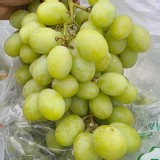 祕魯進口 象牙無籽綠葡萄 400g/盒