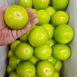 六龜大津 蜜雪棗 600g