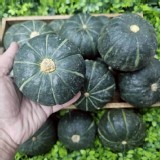 日本種～貝貝栗子南瓜 4顆