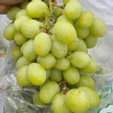 印度進口 無籽綠葡萄 500g/盒[只有1盒]