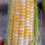 雙色水果玉米 3台斤