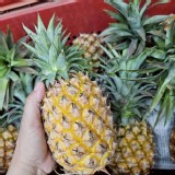老欉鳳梨二冬仔4支 特價：$110