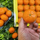 南非無籽砂糖橘600g/盒