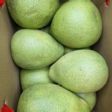 麻豆文旦 10斤