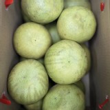 花蓮鶴岡40年老欉文旦 10斤