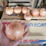 日本北海道牛奶洋蔥(約1000g/袋)