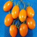 金瑩小番茄-5斤裝