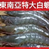 特大白蝦31/35
