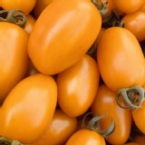 麗金小番茄 （橙色）2012年冠軍品種