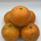 高山橘 (無子) 一袋五斤