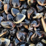 文蛤 一斤(吋上) 特價：$120