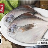 正頂級雙藍帶~野生大白鯧 1隻