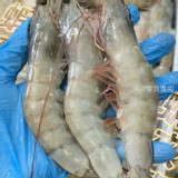 巨無霸大白蝦21/25規格 600g