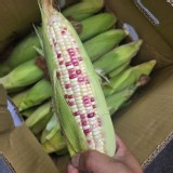 彩虹糯米玉米 (1袋6隻)