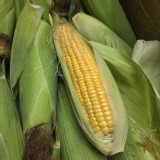 甜黃玉米 (1袋6隻)