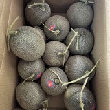 卡蜜拉 小 (約1.5斤) 特價：$85