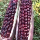 花青素爆滿黑寶珍珠玉米 1450-1550克 約4-7隻 特價：$130