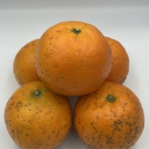 高山橘 (無子) 一袋五斤 特價：$300