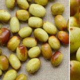 新鮮紅棗600g(盒) 特價：$135