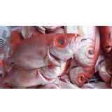 複製1-野生紅目鰱(5支/包)