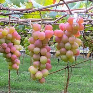 翠玉葡萄 特價：$800