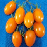 金瑩小蕃茄1斤裝