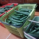 溫室種植無毒小黃瓜1斤含運